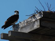 Osprey on the nest