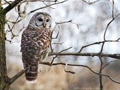 Barred Owl