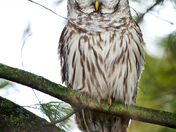 Barred Owl