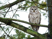 Barred Owl