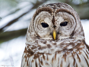 Barred Owl