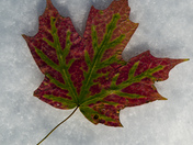 Maple Leave