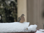 Mourning Dove