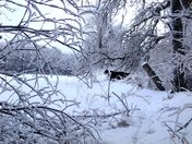 Black and White Winter