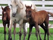 A Horse Loves Delight