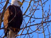 Eagle on perch