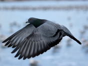 Pidgeon in flight:)