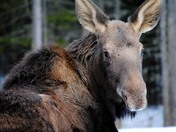 Hello, is it me you're looking for?