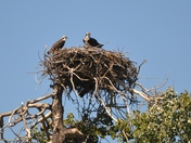 Pair Of Osprey