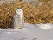 Snowy Owl
