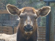 The True Canadian Animal 