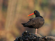 Oystercatcher
