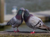 Pigeon Love, Vancouver BC