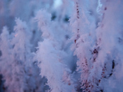 Lavender Frost