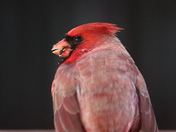 Mr. Cardinal at the feeder for lunch