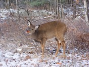 White Tail Deer
