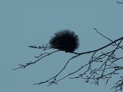 Black Squirrel