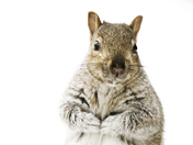 Please Sir Can I have some More 