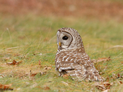barred owl