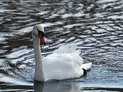 Swan