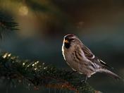 Common Red Poll