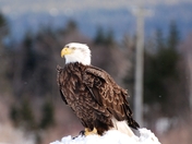 I'm King of this Land