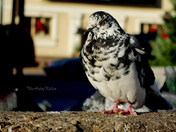 Pretty Pigeon