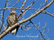 Juvenile Eagle