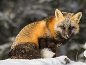 Fox  in snow