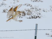 Barn Owl about to land