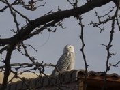 Snowy Owl in Penticton, B.C