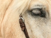 Close up on a horse  