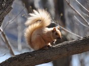 Blonde Squirrel