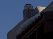 Snowy Owl