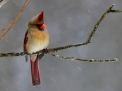 Female Cardinal