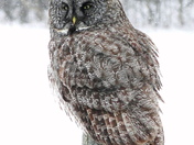 Great Grey Owl 
