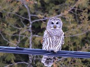 Barred owl on a power line