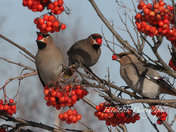 Bohemian Waxwings 