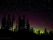 Aurora Forest Silhouette