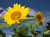 Sunflowers 