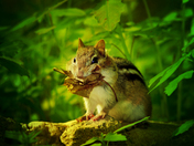 Chipmunk