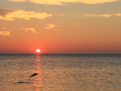 Magical moment. Atlantic Salmon and sunrise