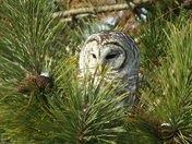 Barred Owl