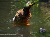 Water Off a Duck's Back