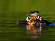 Momma Grebe