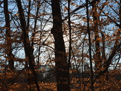 Beech leaves in winter