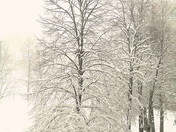 Tree Big Snow Storm
