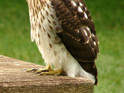 Redtail Hawk