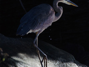 Blue heron in grotto