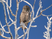 Great Grey Owl 